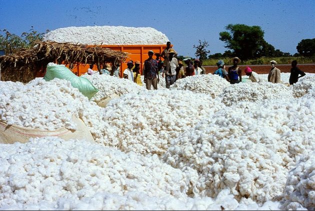 Cotton harvest in Mali