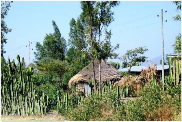 Property with a cactus fence in the south of the country