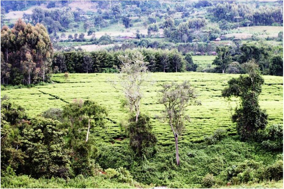 Tea plantation in the south of the country