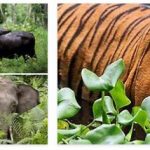 Malaysia Animals and Plants