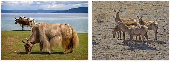 Mongolia Wildlife