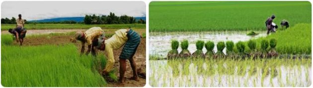 Bangladesh Agriculture