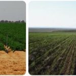 Kuwait Agriculture, Fishing and Forestry